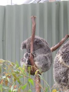 Koalas sleep 20 hours per day