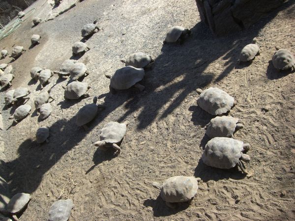 Baby tortoises at the breeding station