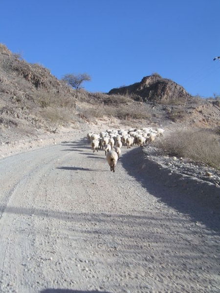 Sheep blocking the road, this is not a form of strike