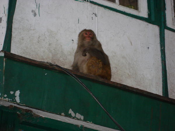 un habitant de Shimla