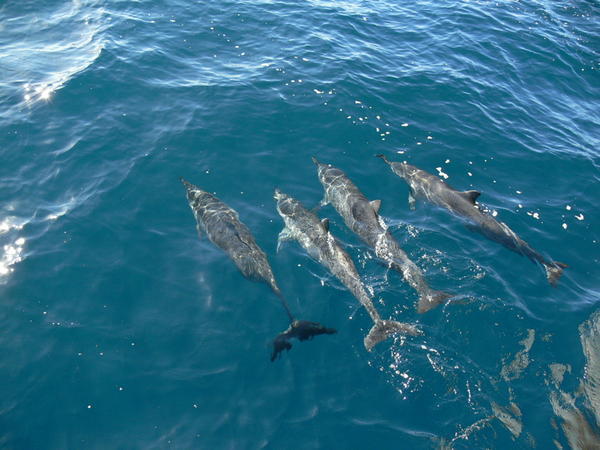 SPINNER DOLPHINS