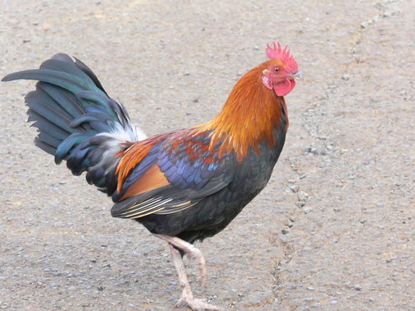 FERAL ROOSTER