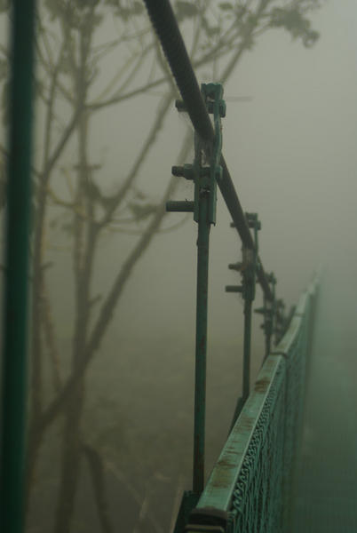 A Bridge in the Cloud Forest