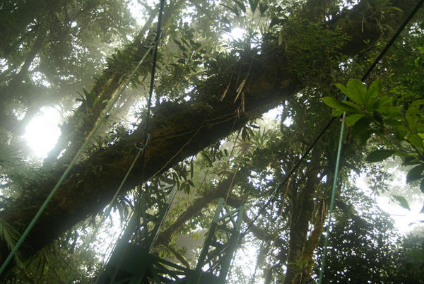 Even More Cloud Forest