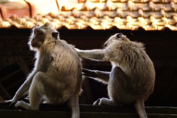 monkey grooming