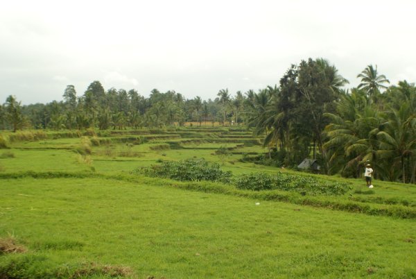 Ubud countryside
