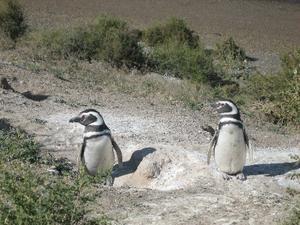 Peninsula Valdes--penguinos