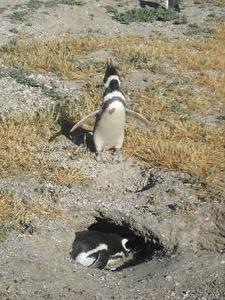 Punto Tombo-Penguinos