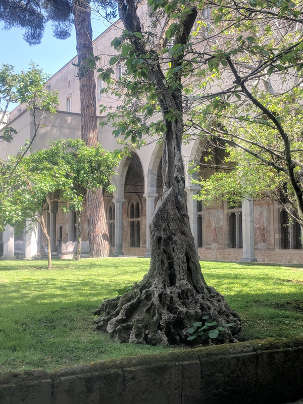 Interesting tree in the cloisters