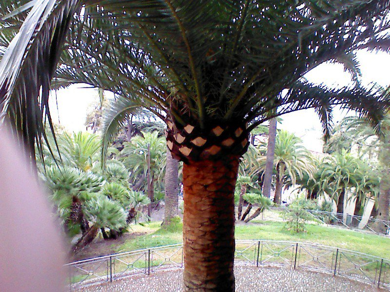 Pruned Palm