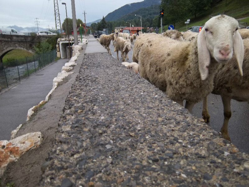 Sheep commandeering the roadway