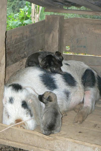 Puppies with their surrogate mum!