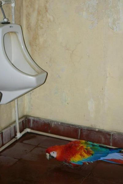 Even Parrots need to piss!