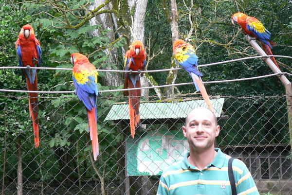 Macaw Parrats