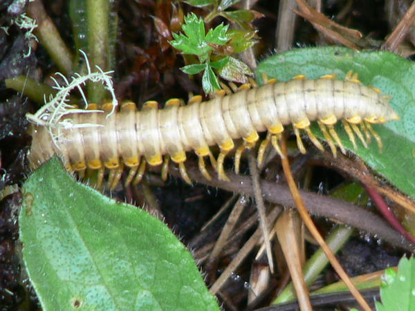 Mexican Centipede