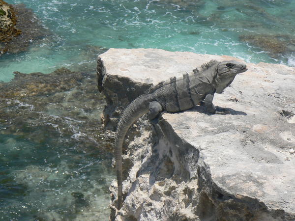 Mexican Iguana, Isla Mujures