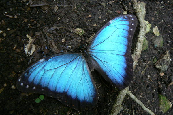 Blue Morpho Butterfly, Belize