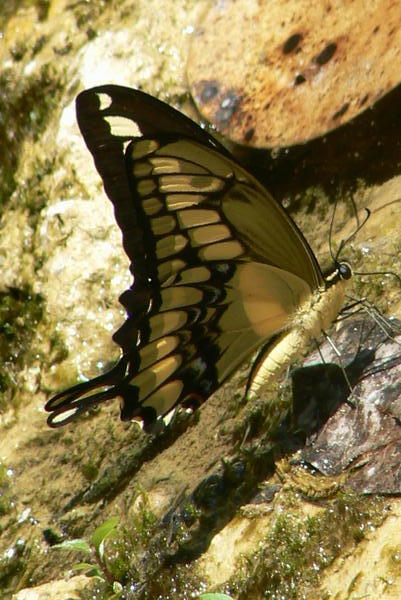Butterfly,Guatemala