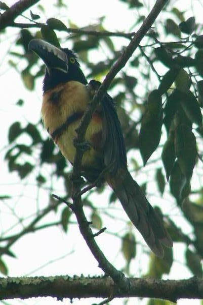 Aracari (Bird!), Guatemala