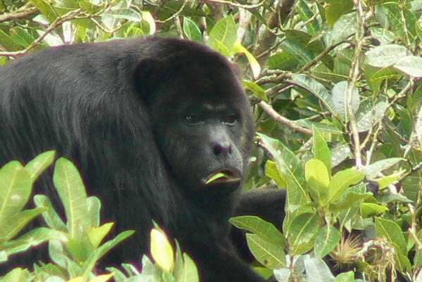 Howler Monkey, Guatemala