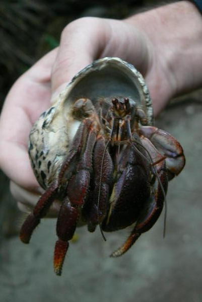 Belize - Hermit crab