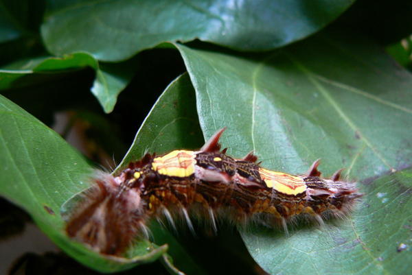 Belize - caterpillar 