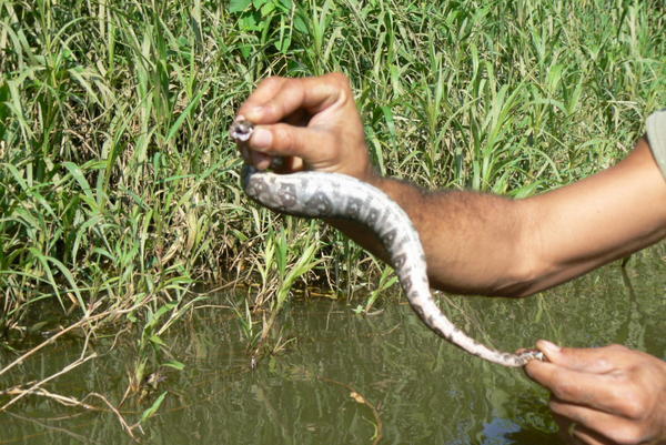 Belize - Boa snake