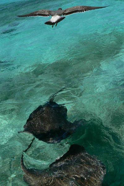 Belize - Sting rays + bird
