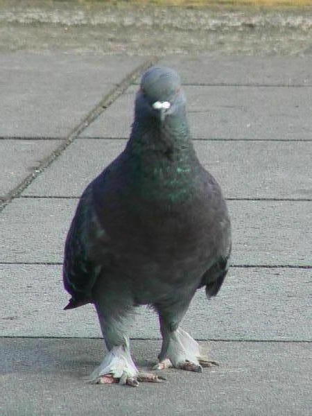 furry footed pigeon