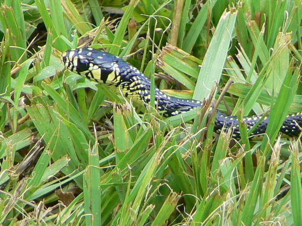 Mexico - snake