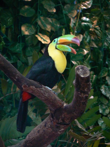Belize - Toucan
