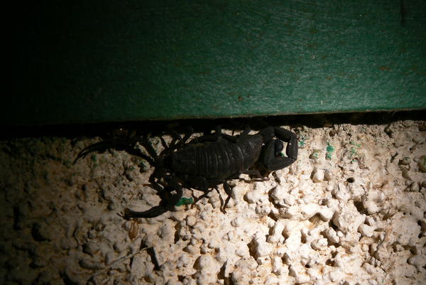 Costa Rica - scorpion.JPG