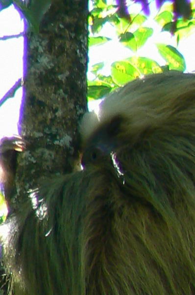Costa Rica - Sloth.JPG