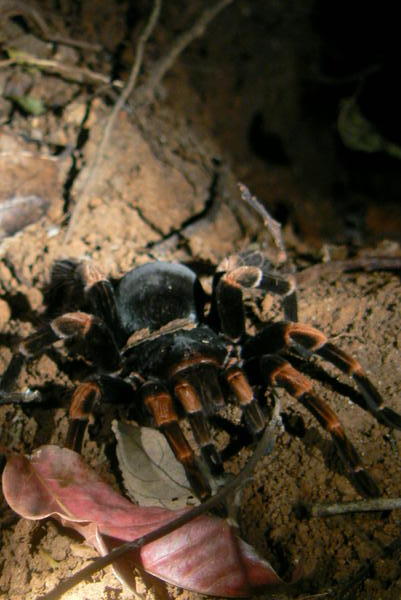 Costa Rica - tarantula.JPG