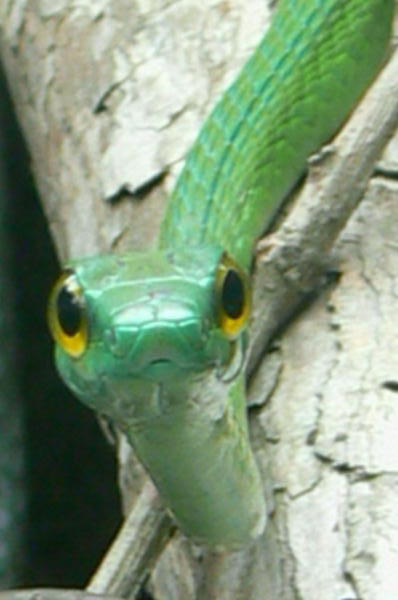 Costa Rica - Tree snake.JPG
