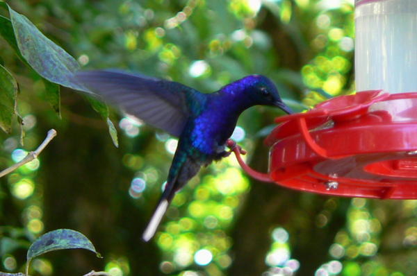 Costa Rica - Violet Sabre wing hummingbird.JPG