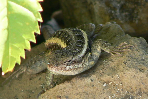 Nicaragua - Lizard.JPG