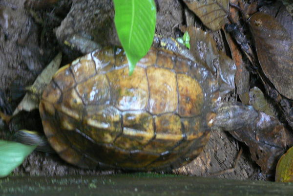 Nicaragua - turtle.JPG