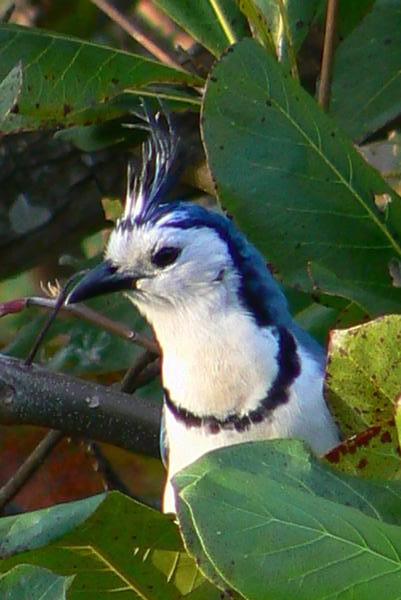 Nicaragua - Urraca bird.JPG