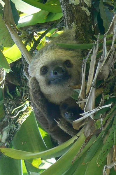 Panama - Sloth with Baby