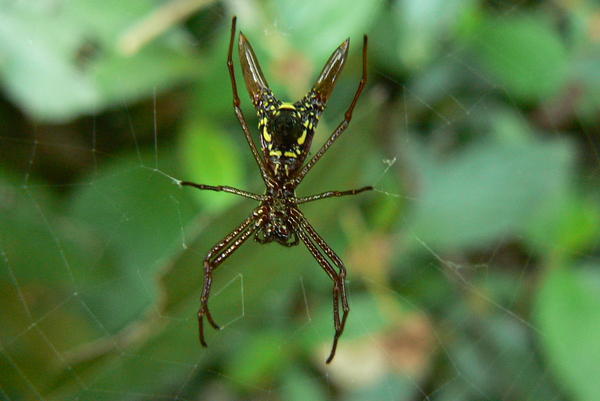 Panama - Spider