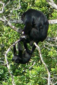 Howler Monkey with baby, Guatemala