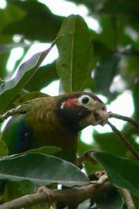 Parrot, Guatemala