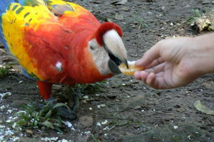 Copan - Scarlet Macaw
