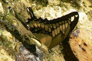 Guatemala - butterfly