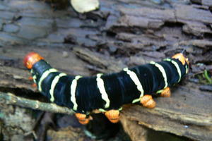 Guatemala - caterpillar