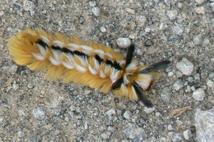 Guatemala - caterpillars