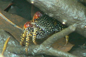 Guatemala - Crab