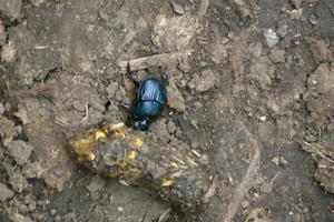 Guatemala - dung beetle