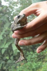 Guatemala - frog